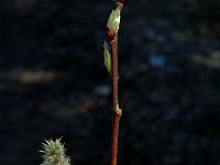 Salix breviserrata 2, Saxifraga-Marijke Verhagen